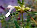 Lavender-Leaf Slitwort
